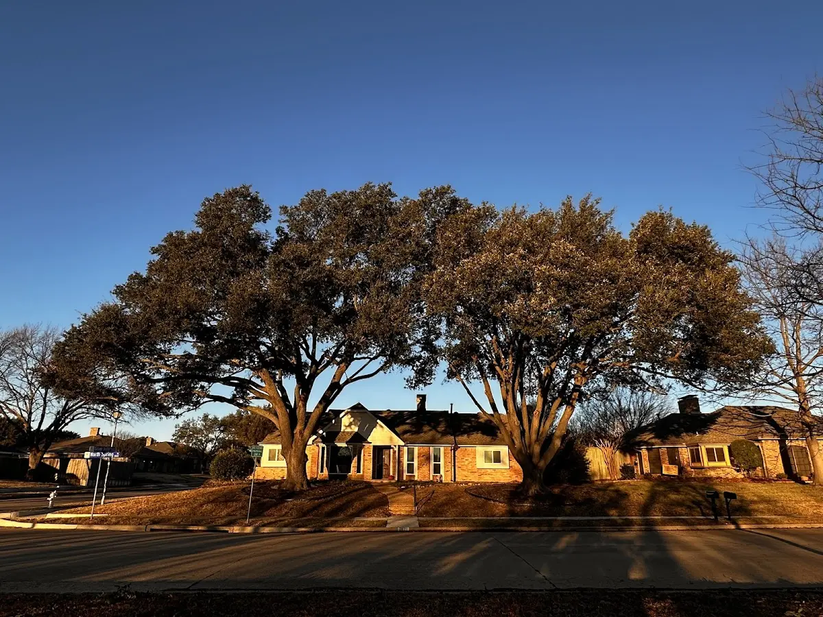 Established residential canopy tree shading a home in Yeagertown